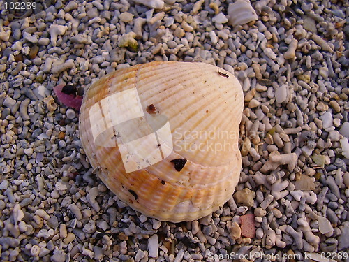 Image of Shell