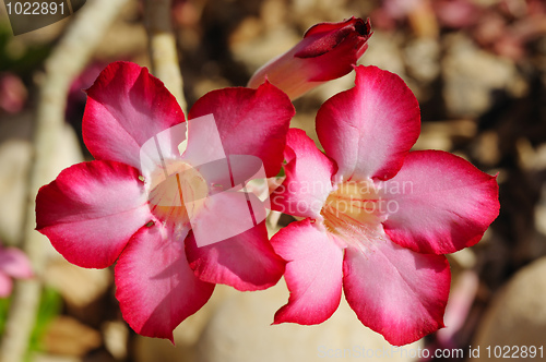 Image of Flowers of Israel