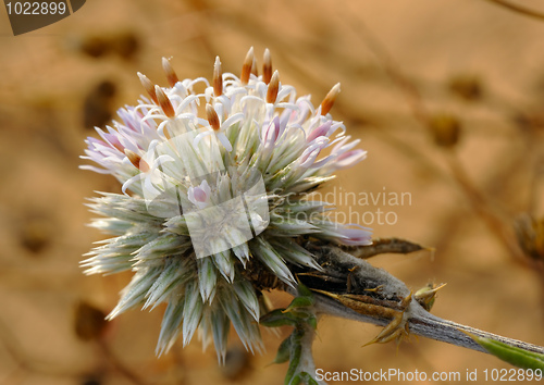 Image of Blossoming thorn 