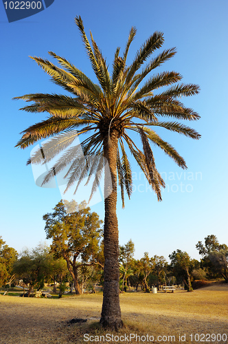 Image of Sunset in the Park 