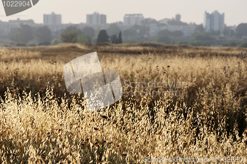 Image of White houses of Ashqelon