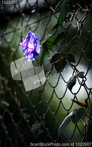 Image of Flower of decorative Convolvulus