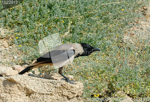 Image of Crow on stone 