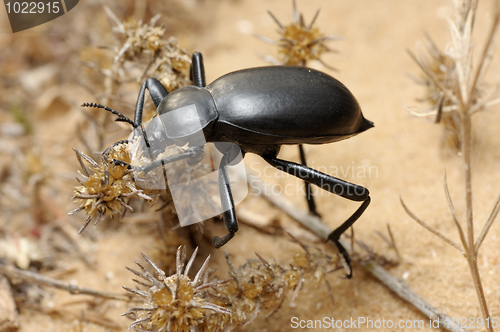 Image of Darkling beetle on the sand