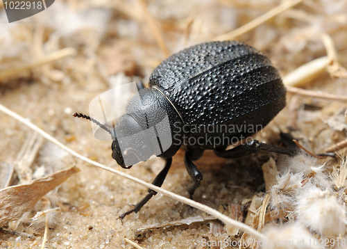 Image of Darkling beetle on the sand