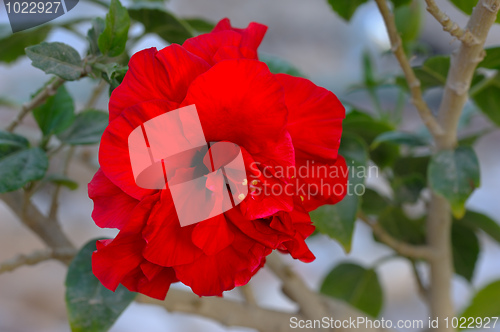 Image of Flowers of Israel