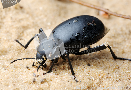 Image of Darkling beetle on the sand