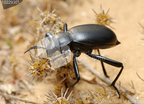 Image of Darkling beetle on the sand