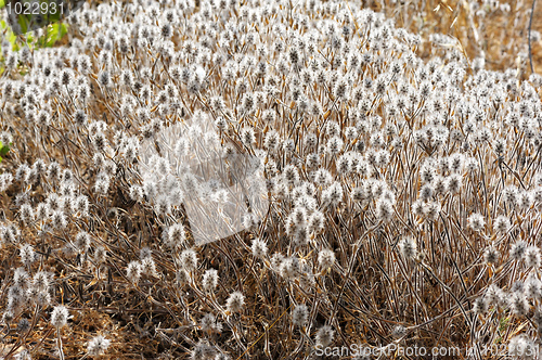 Image of Downy plant