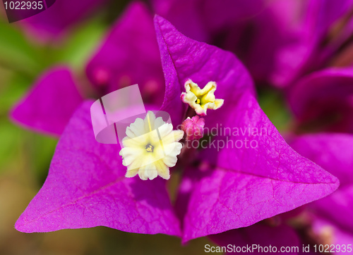 Image of Flowers of Israel