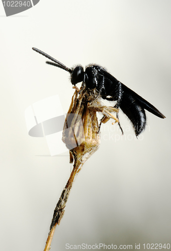 Image of Small black bee on the dry plant