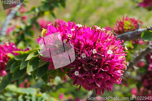 Image of Flowers of Israel