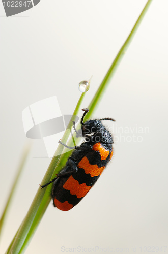 Image of Blister beetle on a flower