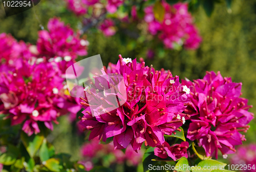 Image of Flowers of Israel
