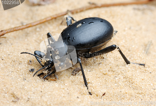 Image of Darkling beetle on the sand