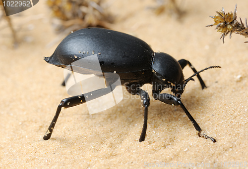 Image of Darkling beetle on the sand