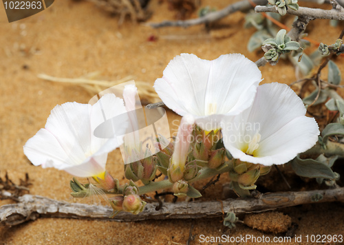 Image of Bindweed on the sand