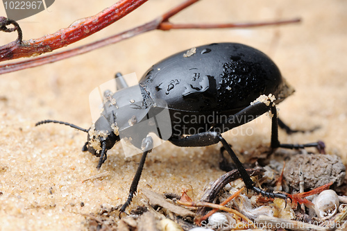 Image of Darkling beetle on the sand