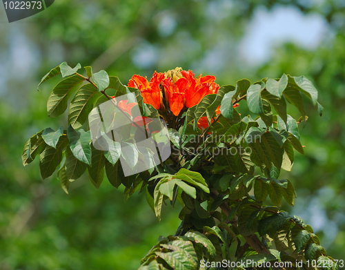 Image of Flowers of Israel