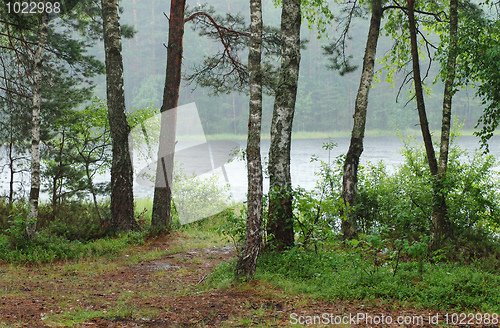 Image of Rain forest on the shores of Lake