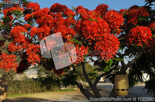 Image of Flowers of Israel - Delonix regia