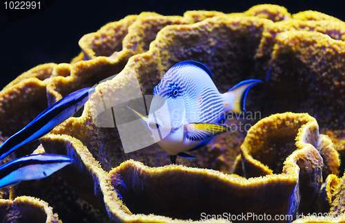 Image of Fish and coral of the Red Sea