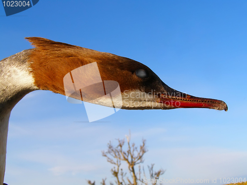 Image of Head of  fish duck
