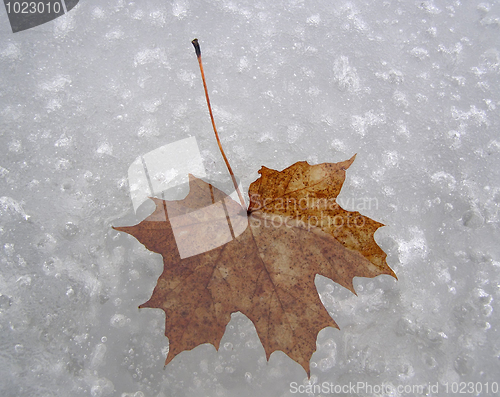 Image of leaf