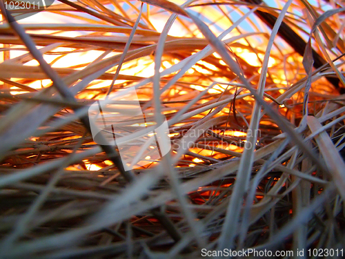 Image of Dry grass on fire