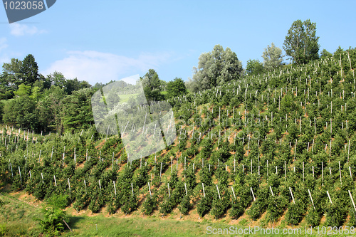 Image of Apple orchard