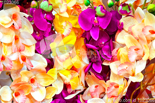 Image of Orchid