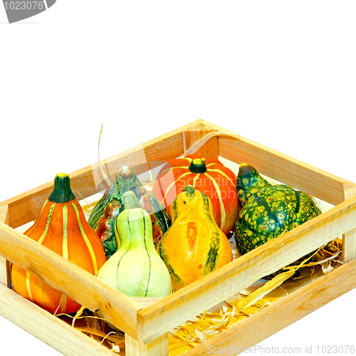 Image of Gourds in crate