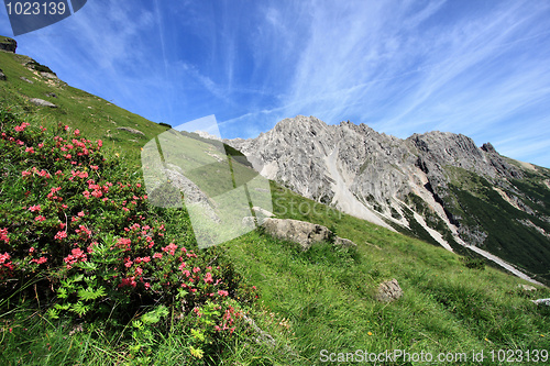 Image of Alpine meadow