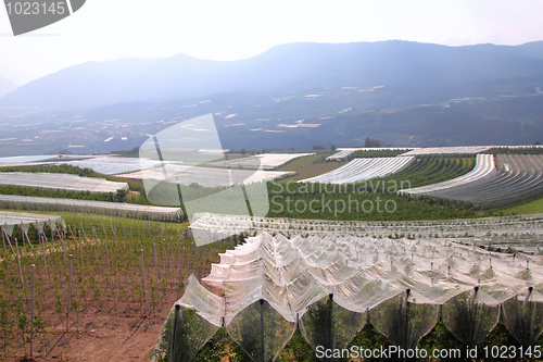 Image of Farming in Italy