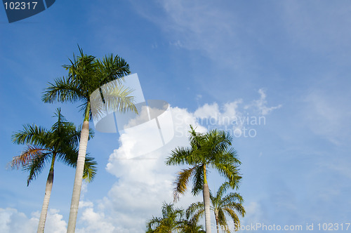 Image of Palm againts sky