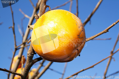 Image of Persimmon