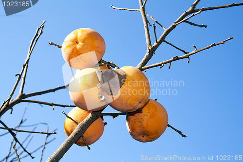 Image of Persimmon tree