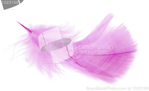 Image of pink feather