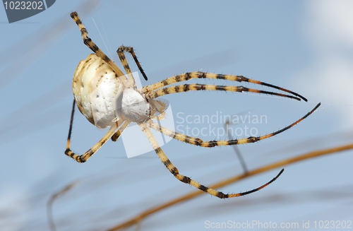 Image of Spider argiope lobed