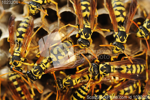 Image of Wasps nest in the grass