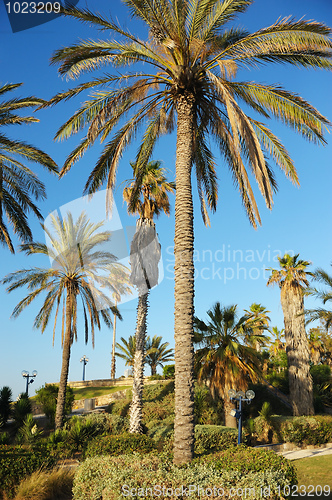 Image of Old Jaffa