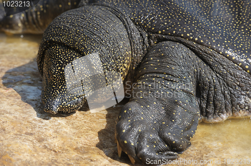 Image of Nile Soft-shelled Turtle (Trionyx triunguis)