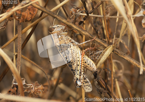 Image of Grasshopper among a dry plants