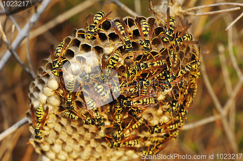 Image of Wasps nest in the grass