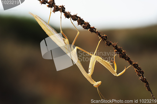 Image of Yellow mantis