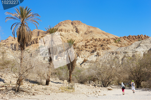 Image of Ein Gedi Nature Reserve off the coast of the Dead Sea