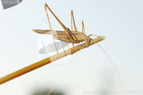 Image of Grasshopper on the dry straw 