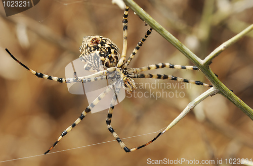 Image of Spider argiope lobed