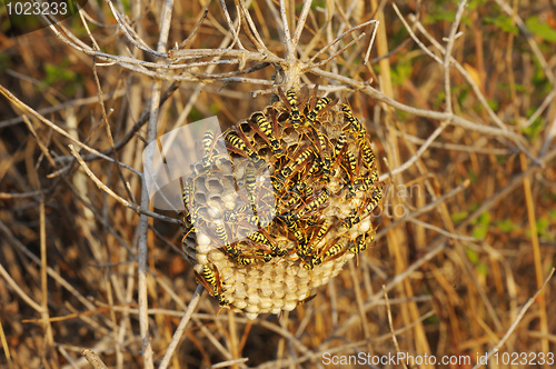 Image of Wasps nest in the grass