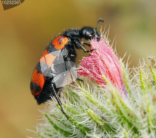 Image of Blister beetles on a flower
